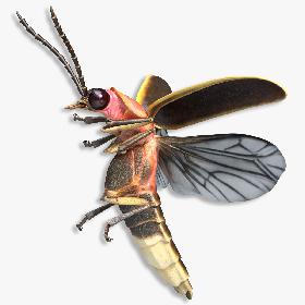 FireFly Bug Flying Pose